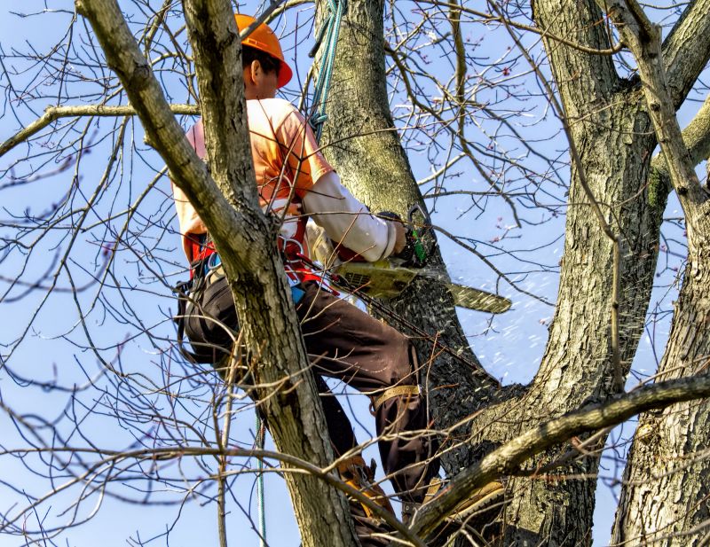 Tree Removal Safety Measures