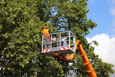 Tree Pruning and Maintenance