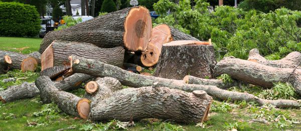 Large Tree Removal in Boise