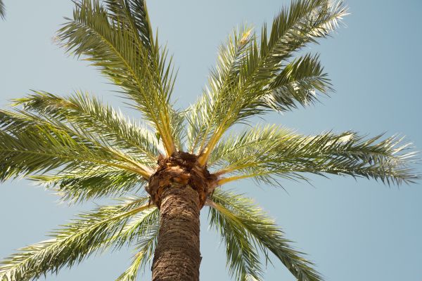Palm Tree Removal in Boise