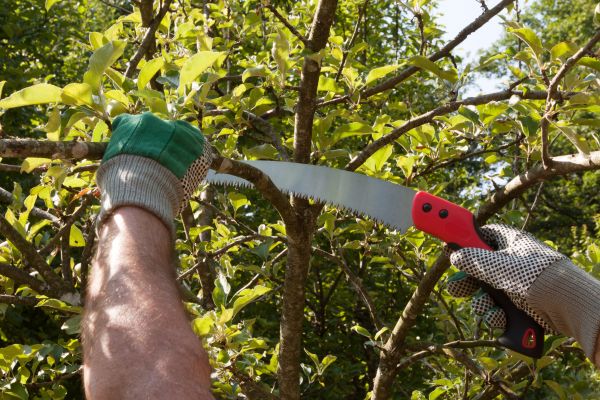 Small Tree Removal in Boise
