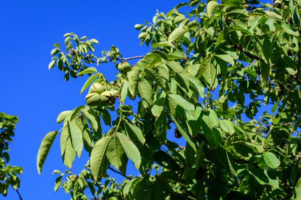 Cost of Walnut Tree Removal in Boise