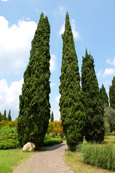 Cost of Cypress Tree Removal in Boise