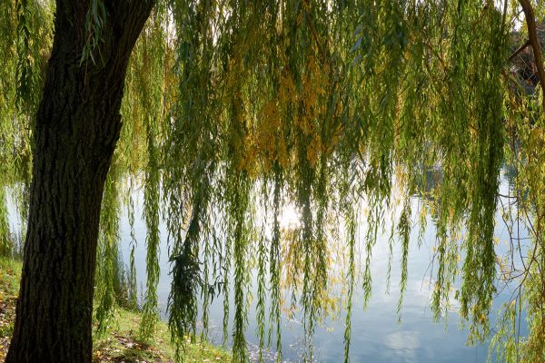Cost of Willow Tree Removal in Boise