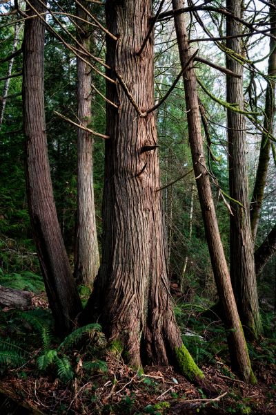 Cost of Cedar Tree Removal in Boise