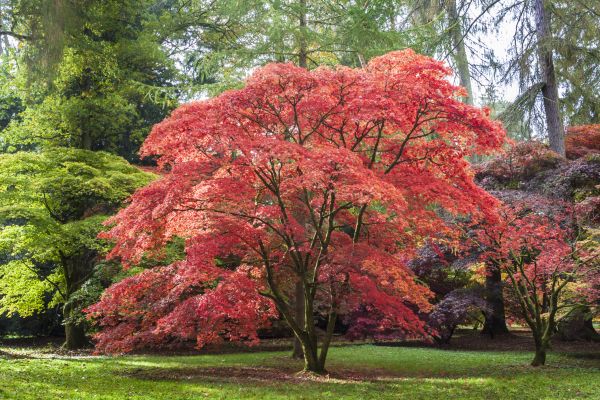 Cost of Maple Tree Removal in Boise