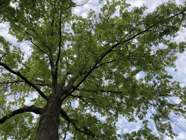 Cost of Oak Tree Removal in Boise