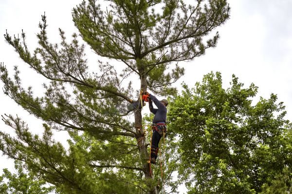 Cost of Pine Tree Removal in Boise