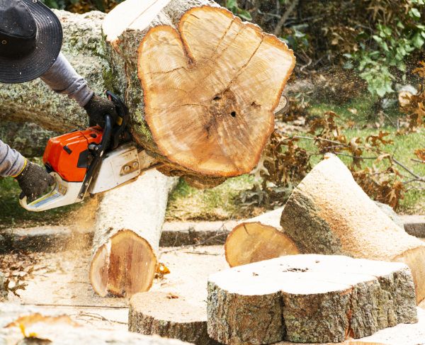 Tree Removal Service in Boise