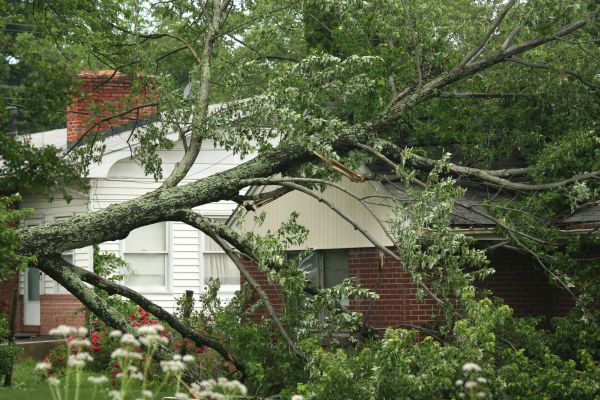Emergency Tree Removal in Boise