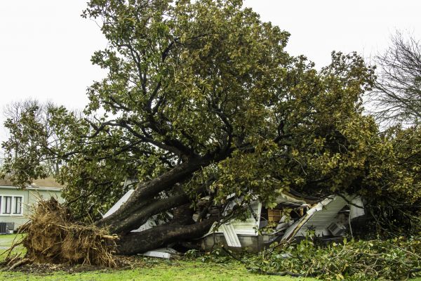 Fallen Tree Removal in Boise