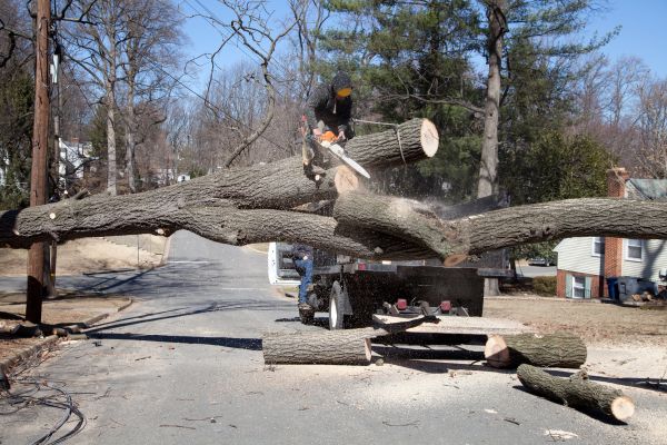 Cost of Residential Tree Removal in Boise