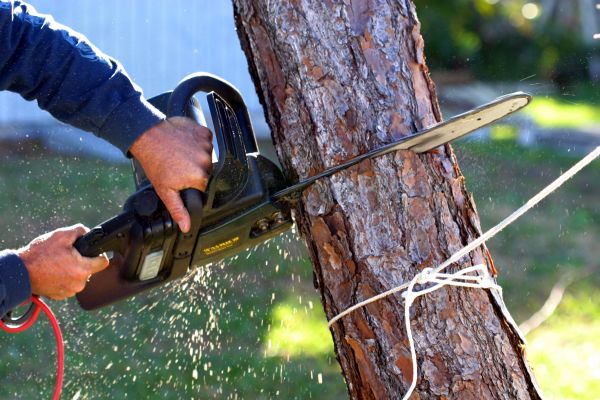 Dead Tree Removal in Boise